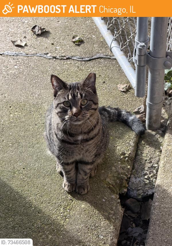 Found/Stray Unknown Cat last seen Argyle and Lamon, Chicago, IL 60630