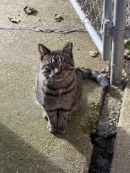 Found/Stray Unknown Cat last seen Argyle and Lamon, Chicago, IL 60630