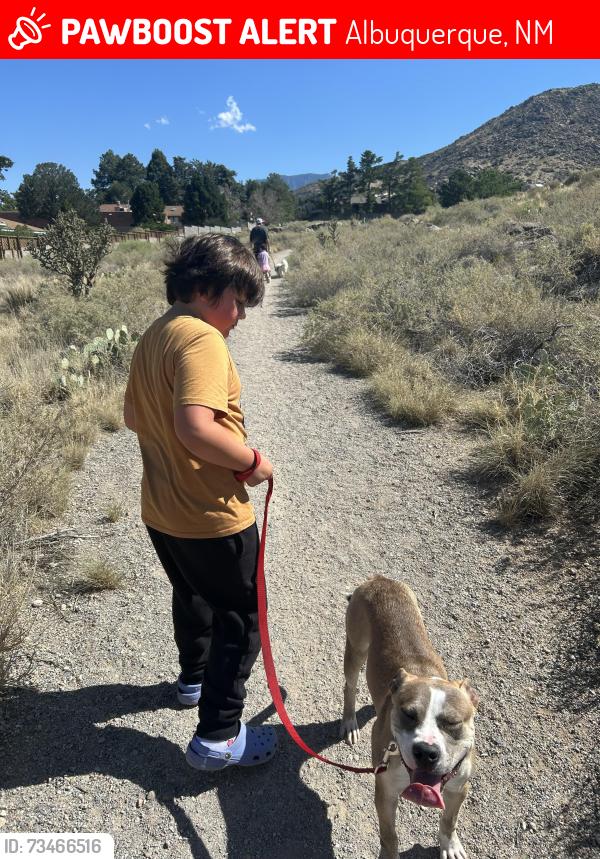 Lost Female Dog last seen East tramway and menaul, Albuquerque, NM 87112