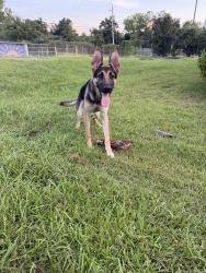 Lost Female Dog last seen Woodstock park on the westside, Jacksonville, FL 32254