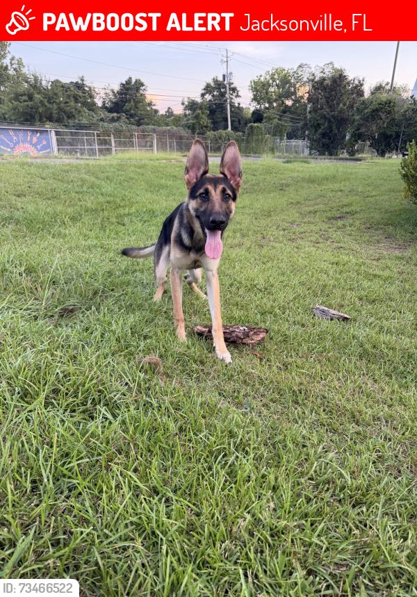 Lost Female Dog last seen Woodstock park on the westside, Jacksonville, FL 32254