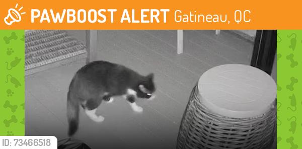 Found/Stray Unknown Cat last seen Rue Legault & Rue Cinq Mars, Hull sector, Gatineau, Gatineau, QC 