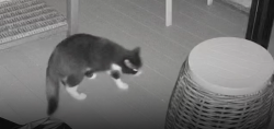 Found/Stray Unknown Cat last seen Rue Legault & Rue Cinq Mars, Hull sector, Gatineau, Gatineau, QC 