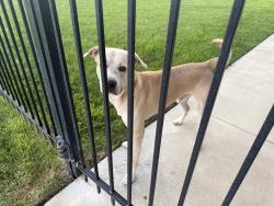 Found/Stray Male Dog last seen Near N Doris Ct Wichita, Wichita, KS 67205