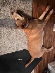 Reunited Male Dog last seen Benson Rd and Riverpoint Court, Nashville, TN 37214