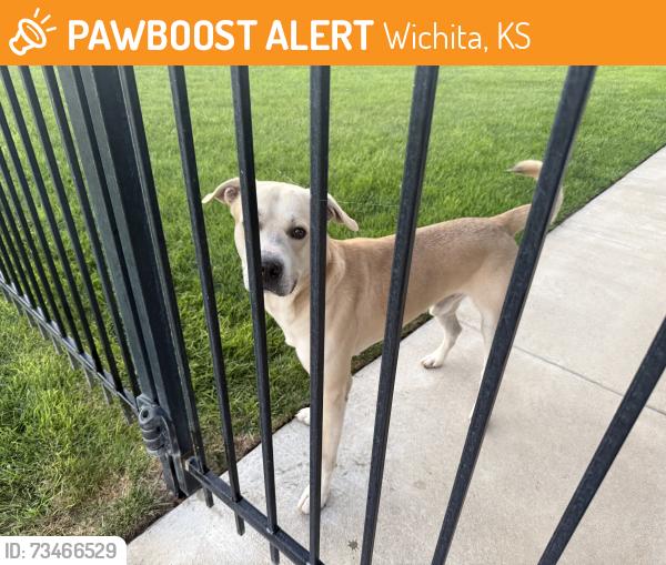 Found/Stray Male Dog last seen Near N Doris Ct Wichita, Wichita, KS 67205
