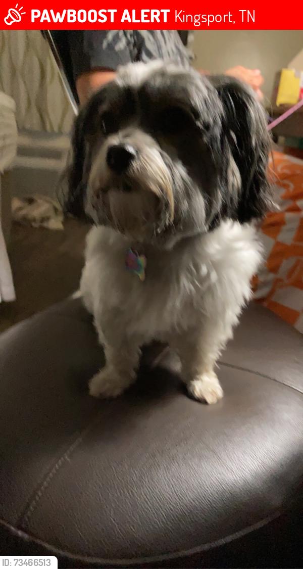 Lost Female Dog last seen Sevier terrace, Kingsport, TN 37660