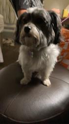 Lost Female Dog last seen Sevier terrace, Kingsport, TN 37660