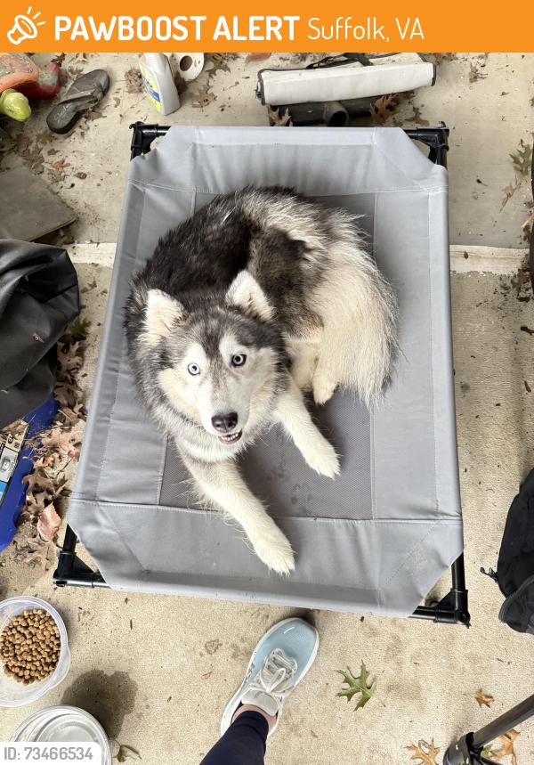 Found/Stray Female Dog last seen Ashford Drive, Suffolk VA, Suffolk, VA 23434
