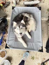 Found/Stray Female Dog last seen Ashford Drive, Suffolk VA, Suffolk, VA 23434