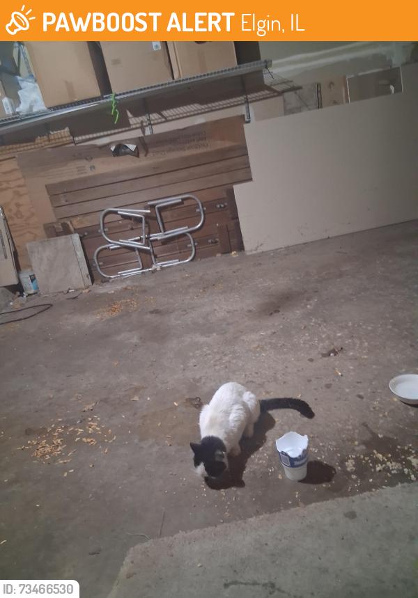 Found/Stray Unknown Cat last seen Lonfford, Elgin, IL 60120