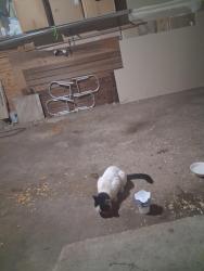Found/Stray Unknown Cat last seen Lonfford, Elgin, IL 60120