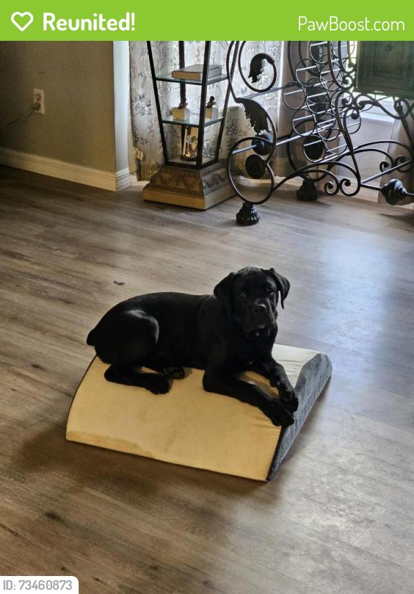Reunited Female Dog last seen Ariana woods Circle and Bolender Auburndale, Auburndale, FL 33823