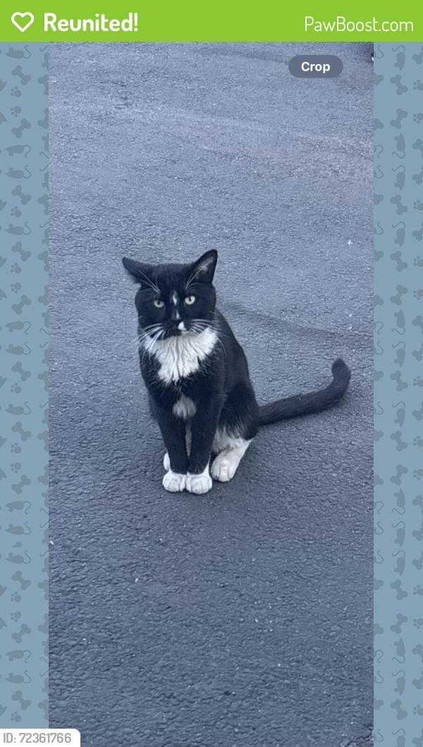 Reunited Male Cat last seen Brill st, Newark NJ, Newark, NJ 07105