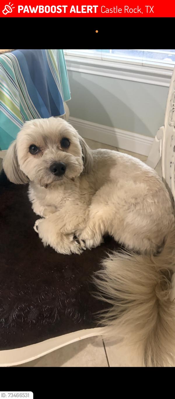 Lost Male Dog last seen Will brook canyon, Castle Rock, TX 77449