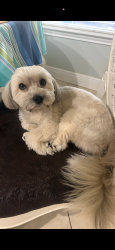 Lost Male Dog last seen Will brook canyon, Castle Rock, TX 77449