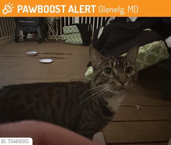 Found/Stray Unknown Cat last seen The Paddock neighborhood, Glenelg, MD 21737