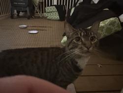 Found/Stray Unknown Cat last seen The Paddock neighborhood, Glenelg, MD 21737