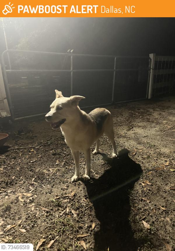 Found/Stray Male Dog last seen On the main road of Elmwood Circle, Dallas, NC 28034