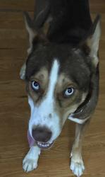 Reunited Male Dog last seen 67th st n, St. Petersburg, FL 33709