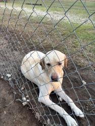 Found/Stray Male Dog last seen Us 175, Athens, TX 75751