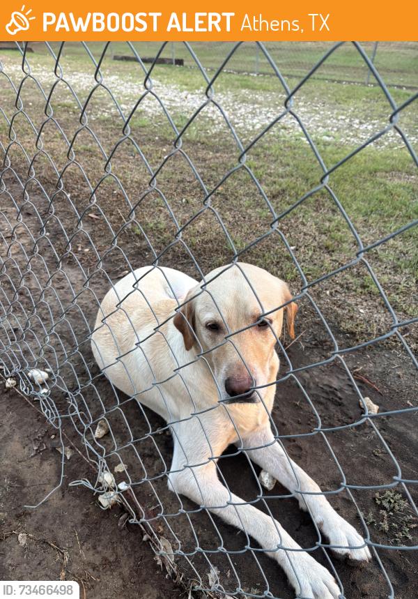Found/Stray Male Dog last seen Us 175, Athens, TX 75751