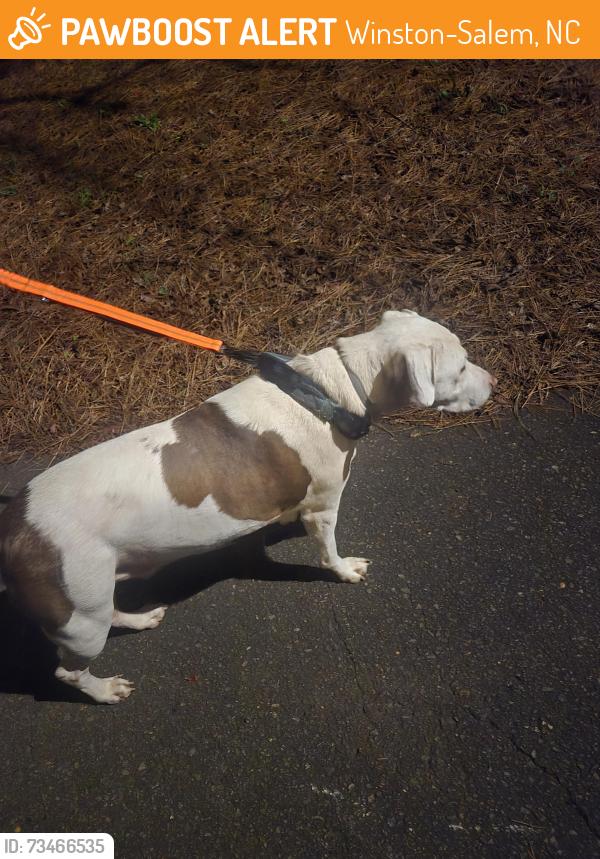 Found/Stray Male Dog last seen Near Bethania Tobaccoville rd, Winston-Salem, NC 27040