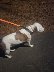 Found/Stray Male Dog last seen Near Bethania Tobaccoville rd, Winston-Salem, NC 27040