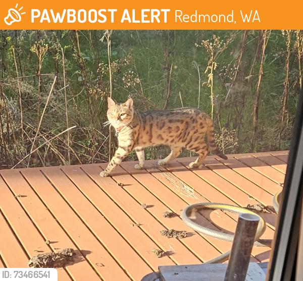 Found/Stray Unknown Cat last seen Near 179th Avenue Northeast, Redmond, WA 98052