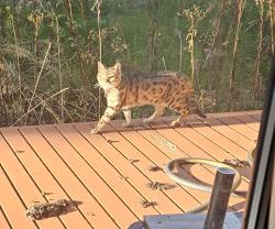 Found/Stray Unknown Cat last seen Near 179th Avenue Northeast, Redmond, WA 98052