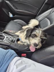 Found/Stray Male Dog last seen Near Flowering Crape Myrtle Drive, Porter, TX 77365