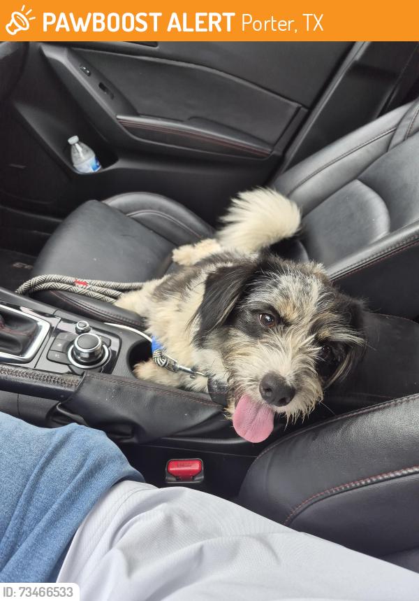 Found/Stray Male Dog last seen Near Flowering Crape Myrtle Drive, Porter, TX 77365