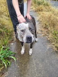 Found/Stray Male Dog last seen 82nd place s, Birmingham, AL, Birmingham, AL 35206