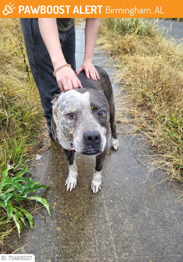 Found/Stray Male Dog last seen 82nd place s, Birmingham, AL, Birmingham, AL 35206