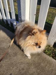 Reunited Male Dog last seen Downey, CA, USA, Downey, CA 90241