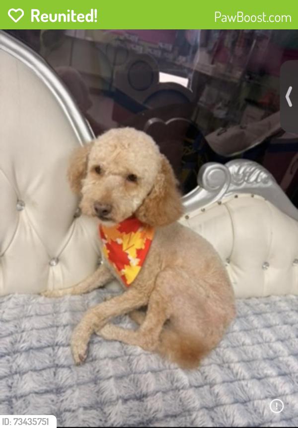 Reunited Male Dog last seen Empanada, addicks Howell Sugarland, Houston, TX 77083