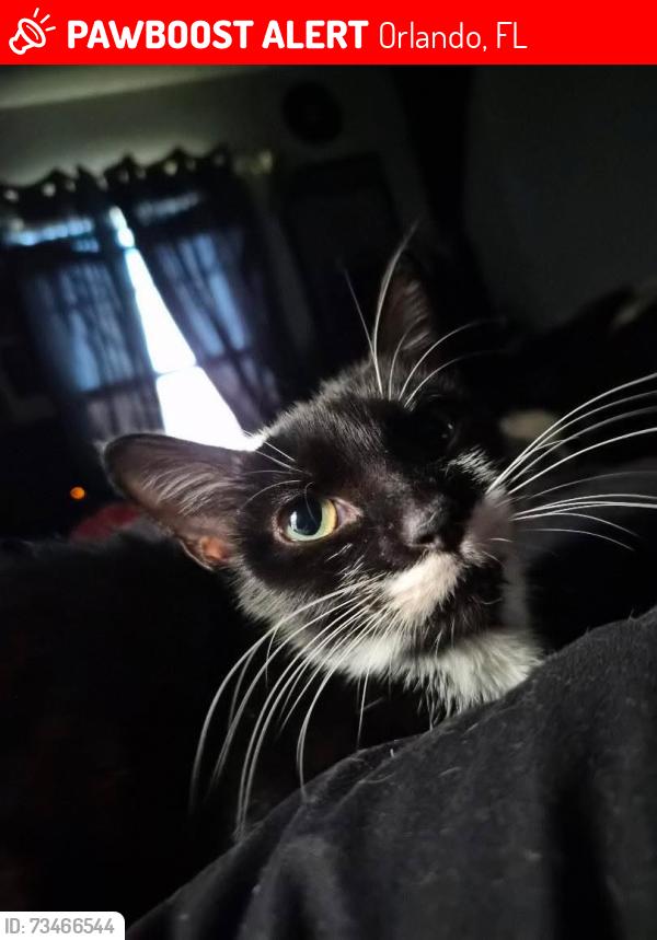 Lost Female Cat last seen Near Tanglewood Bay Dr Orlando, FL 32821 United States, Orlando, FL 32821