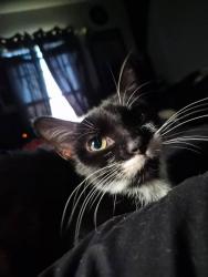 Lost Female Cat last seen Near Tanglewood Bay Dr Orlando, FL 32821 United States, Orlando, FL 32821