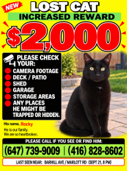 Lost Male Cat last seen Near Marlott rd, Vaughan, ON L6A 0J6