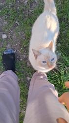 Lost Female Cat last seen marian st and Walton Ave off Nogalitos going towards East Thompson Place, San Antonio, TX 78225