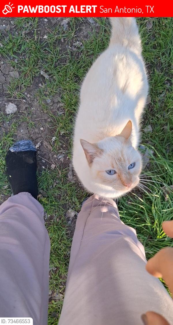 Lost Female Cat last seen marian st and Walton Ave off Nogalitos going towards East Thompson Place, San Antonio, TX 78225
