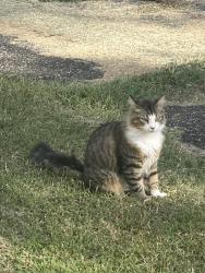 Reunited Male Cat last seen N Main Street, Milling Road, Mocksville, NC 27028