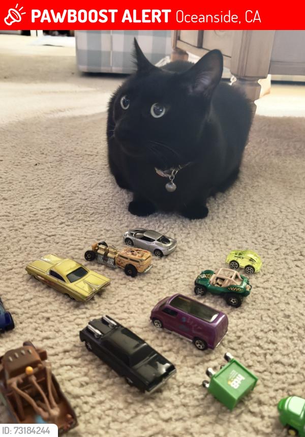 Lost Female Cat last seen Avalon at eagles crossing, Oceanside, CA 92058