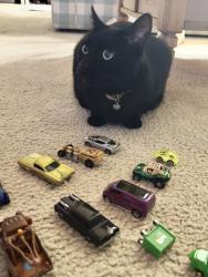 Lost Female Cat last seen Avalon at eagles crossing, Oceanside, CA 92058
