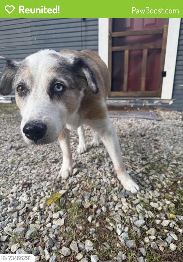 Reunited Female Dog last seen Heritage park, Weatherford, TX 76086