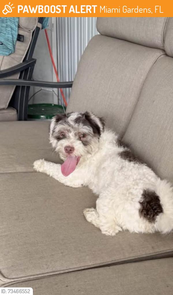 Found/Stray Male Dog last seen Nw 40th circle ct, Miami Gardens, FL 33055