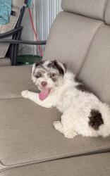 Found/Stray Male Dog last seen Nw 40th circle ct, Miami Gardens, FL 33055