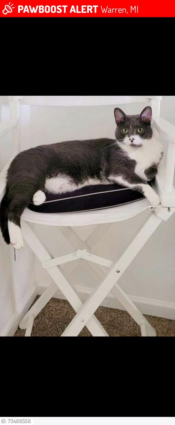 Lost Male Cat last seen Marilyn and Engleman, Warren, MI 48089
