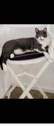 Lost Male Cat last seen Marilyn and Engleman, Warren, MI 48089