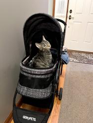 Lost Male Cat last seen 5th Avenue and Fulton Avenue, St. Charles, IL 60174